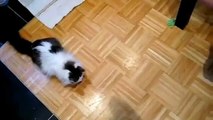 Cats chasing shadows. Funny cat plays with shadow
