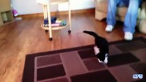 Os gatos têm medo de tapetes em movimento. Gatos engraçados tapetes vs.