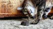Os gatos têm medo de ratos e pássaros - gatos engraçados (compilação)