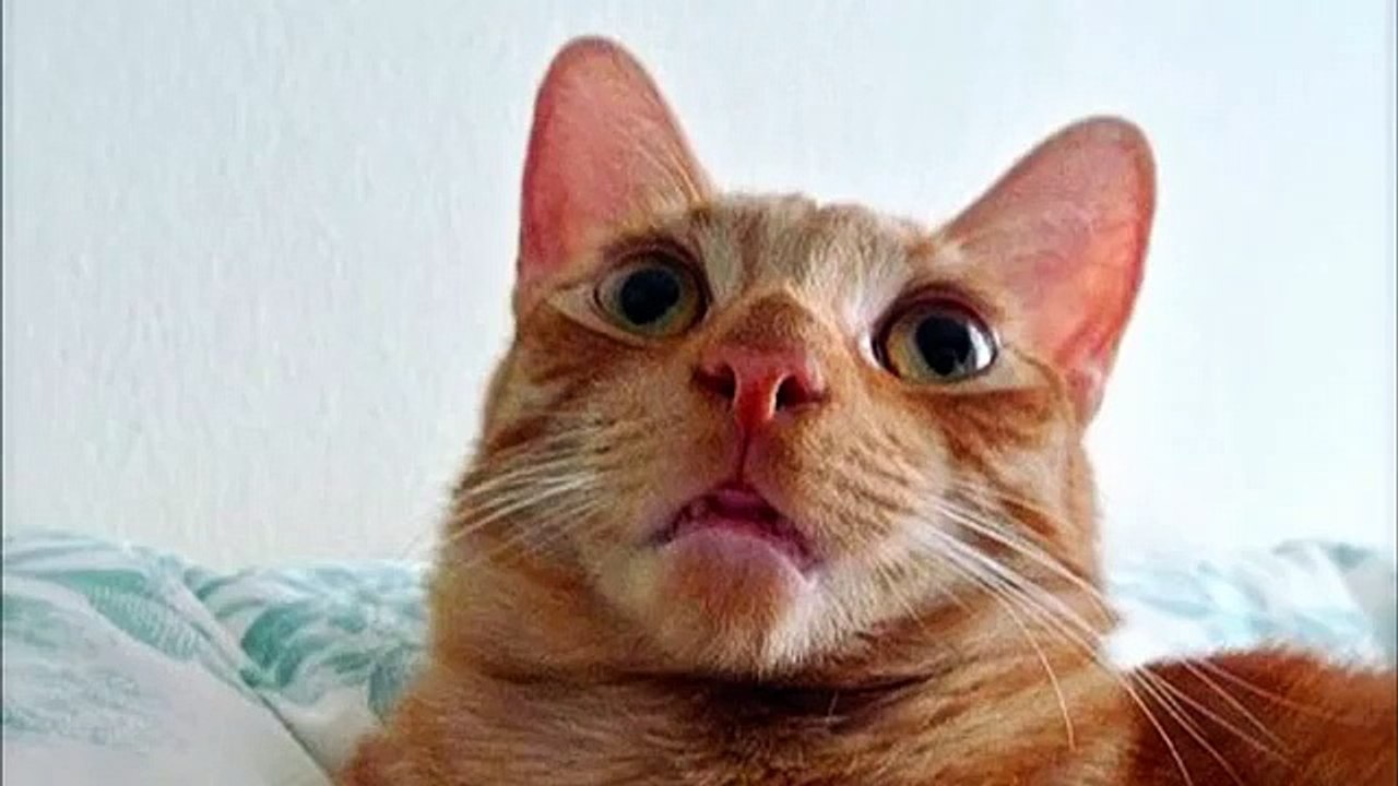 Cats confusão - gatos engraçados (seleção)