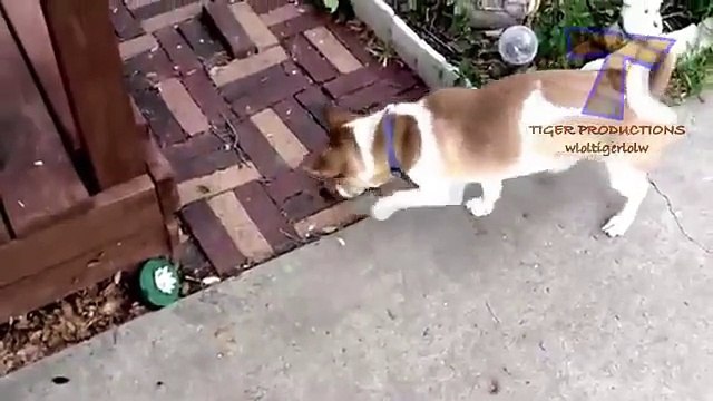 Cães e gatos têm medo de bugs. Os animais engraçados (coleção)