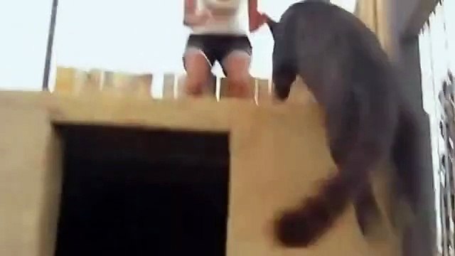 Офигеть киса, прикол смотреть всем))