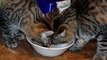 Gatos e cães brigando por comida em tigelas e pratos. Os animais engraçados (coleção)