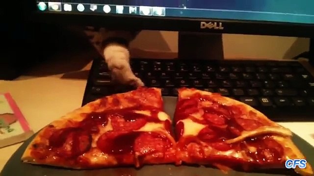 Gatos roubam pizza. Gatos engraçados roubam de pizza