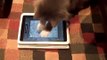 Os gatos não podem romper com o iPad. Gatos engraçados que jogam no iPad
