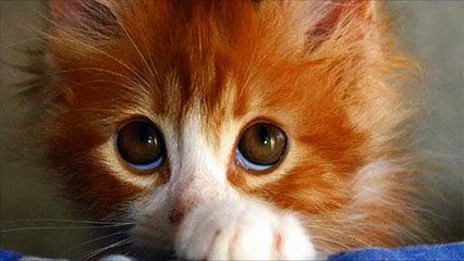 Los gatos se sienten culpables - gatos divertidos culpables (colección)