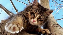 Gatos escaladores - una compilación de gatos divertidos