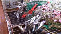 Profesyonel Balıkçıların Tonlarca Balık Avı