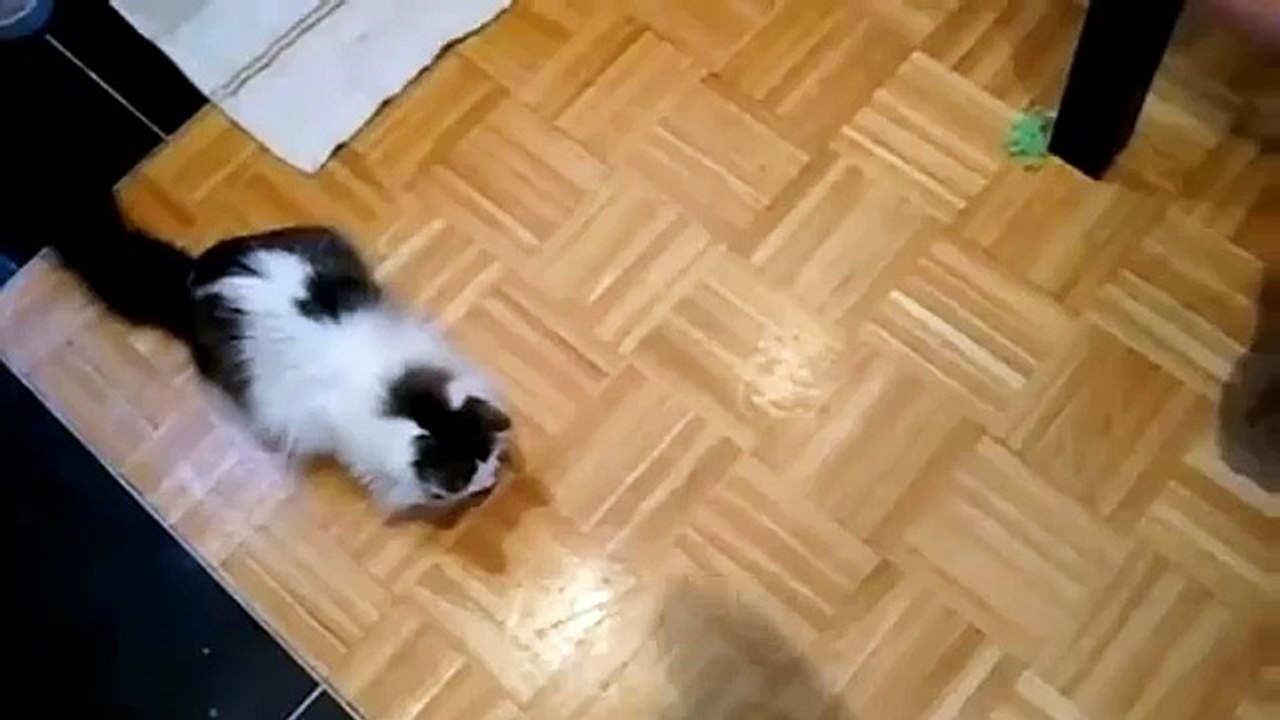 Gatos persiguiendo sombras. Gato divertido juega con la sombra