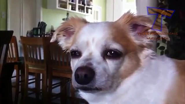 Los gatos y los perros se quedan dormidos de pie. Animales divertidos (colección)