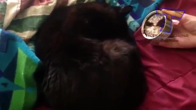 Gatos y perros despiertan - Diversión con los animales (colección)