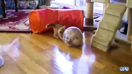 Gatos y bolas para hámsters. Divertido Kotya jugando con pelotas