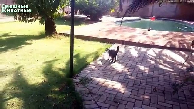 Los gatos como perros. Gatos divertidos traer artículos