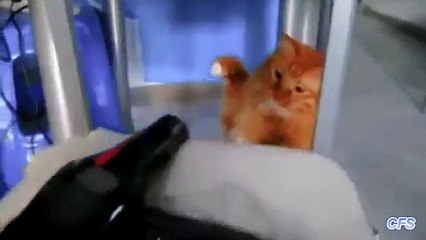 Chats sécheuse. Funny cats sont en guerre avec sèche-cheveux