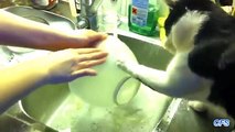 Chats contribuent à laver la vaisselle. Funny cats lavent la vaisselle