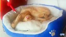 Chats dorment dans des positions inconfortables. Chats de sommeil dans des poses drôles