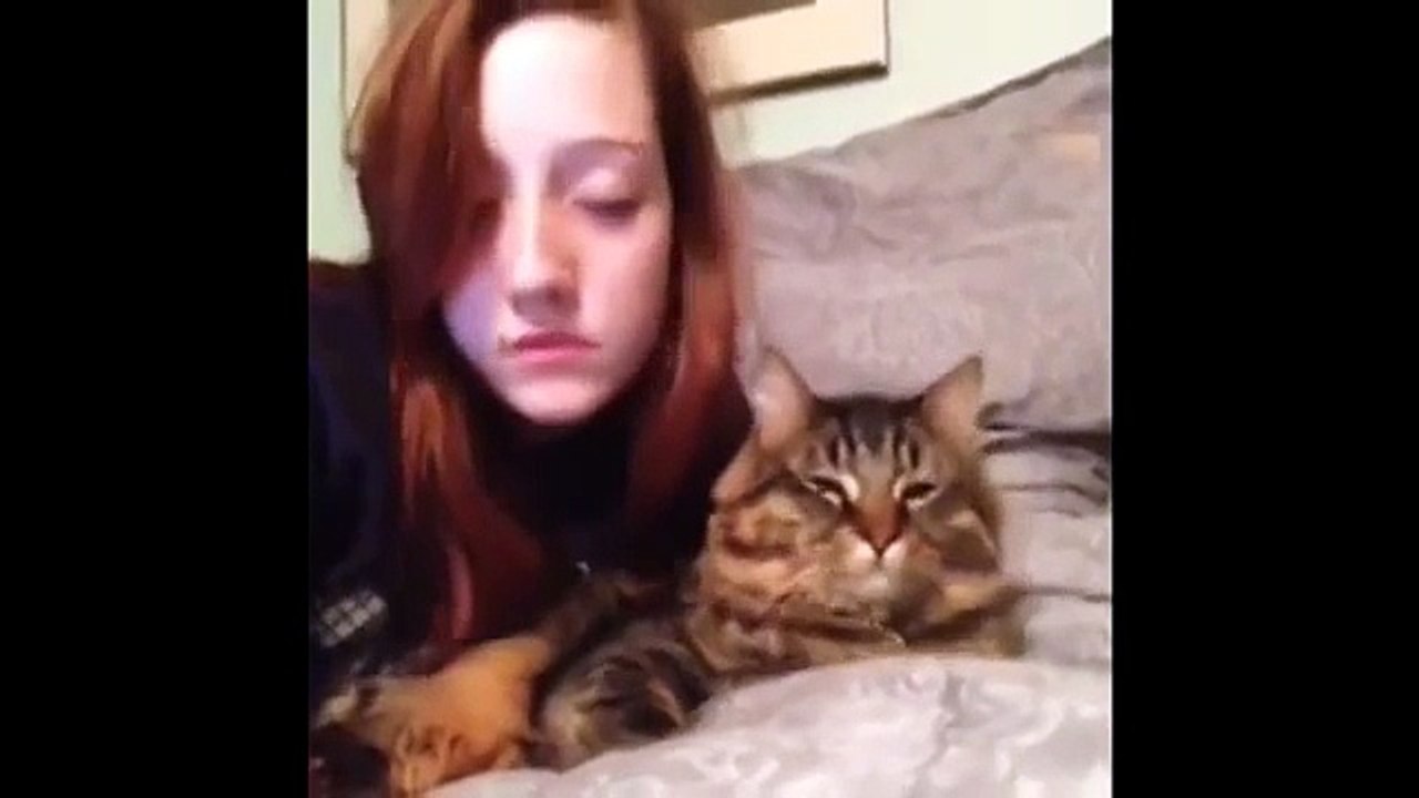 Chats amusant. funny cats