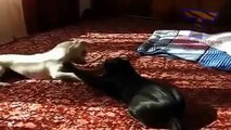 Chats et chiens se battent pour une place sur le lit et le canapé. Funny animals (collecte)
