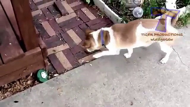 Chats et chiens sont peur des insectes. Funny animals (collecte)