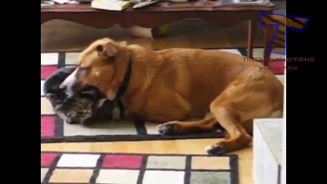 Chats et chiens jouent ensemble - Chiens et chats drôles (collecte)