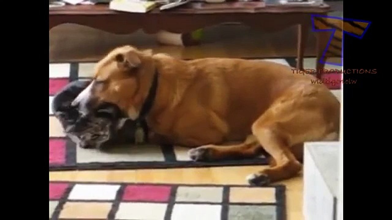Chats et chiens jouent ensemble - Chiens et chats drôles (collecte)
