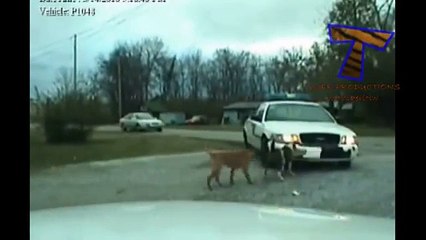 Chats et chiens faire un gâchis. Animaux coquines (collecte)