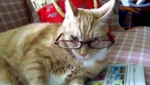 Chats et chiens portent des lunettes - collection ludique et drôle d'animaux