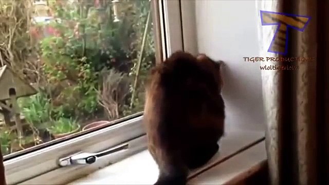 Chats et chiens contre les mouches - une collection de drôles d'animaux