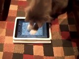 Chats ne peuvent pas rompre avec l'iPad. Chats drôles jouant sur l'iPad