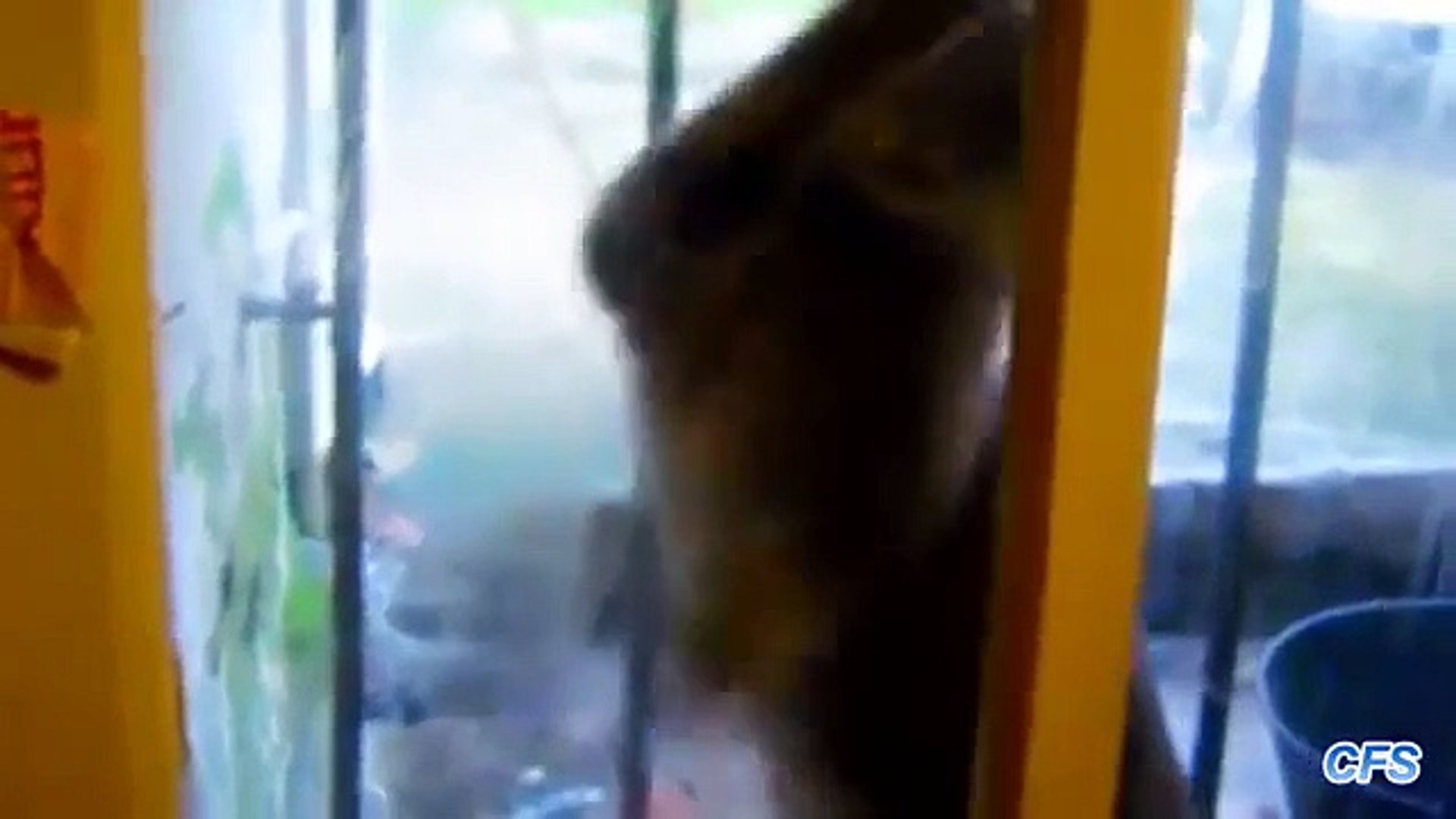 ⁣Кошки отчаянно хотят войти внутрь. Коты просятся домой
