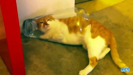 Кошки в банках. Приколы с котами и банками