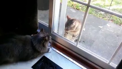 Кошки за стеклом. Весёлые коты сражаются через стекло