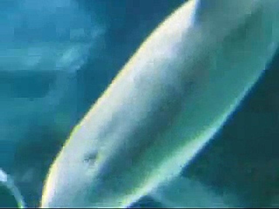 Dolphins Blow Bubble Air Rings- very relaxing