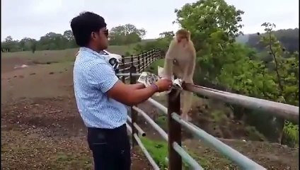 men copying monkey style in public