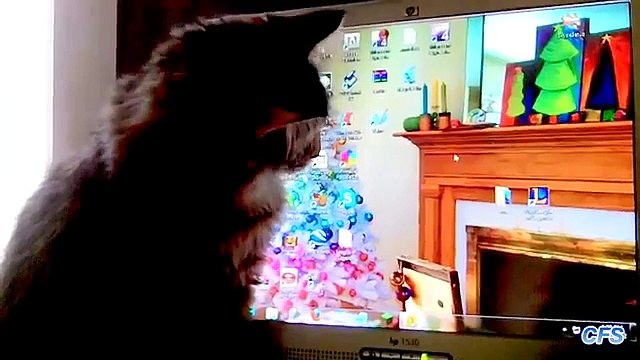 Кошки ловят курсор. Смешные коты охотятся за курсором