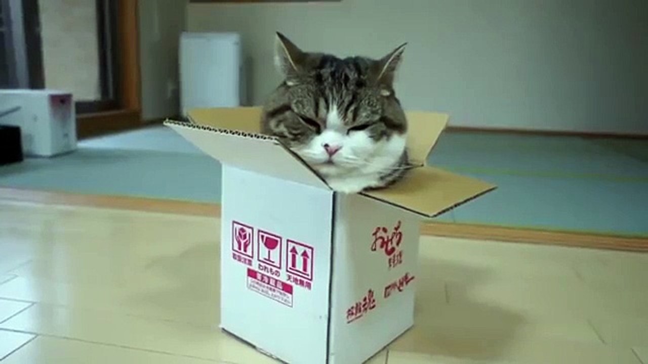 고양이가 할 수있는 뭔가가. 재미 있은 고양이