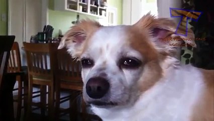 고양이와 개는 잠 서 가을. 재미있는 동물 (컬렉션)