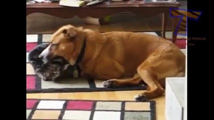 고양이와 함께 연주 개 - 재미 개와 고양이 (컬렉션)