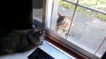ガラスの背後にある猫。ガラスを通して戦って面白い猫