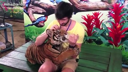 Cats and dogs fight over food bowls