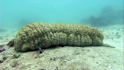 Bu balık kamuflajda master yapmış!