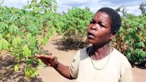 Mozambique: les petits fermiers face aux grands exploitants