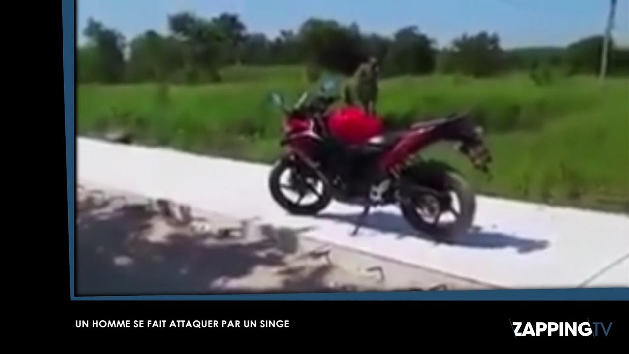 En Thailande les singes montent sur les voitures