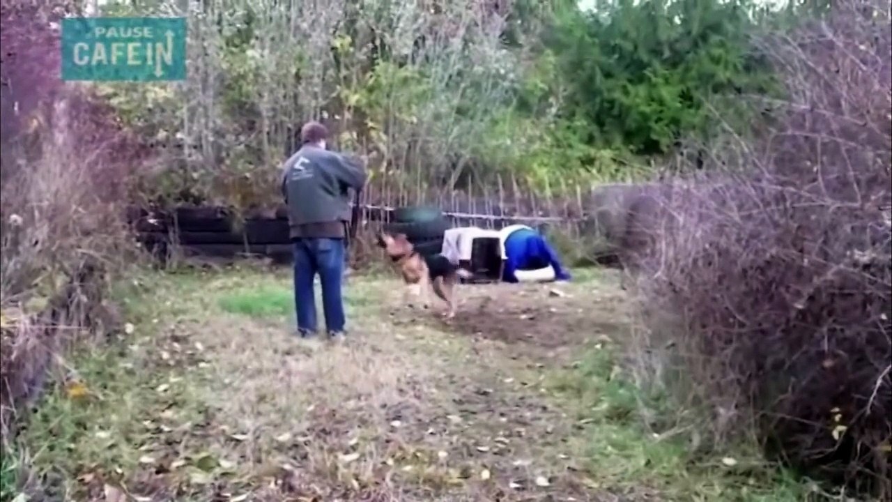Pourquoi prendre un chien si c'est pour l'enchaîner à vie ? C'est un être vivant par un système d'alarme !