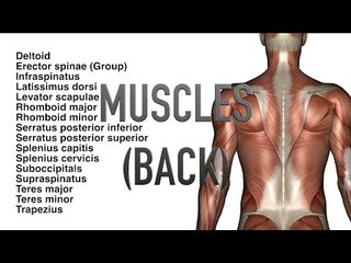 Muscles: Back - Quiz