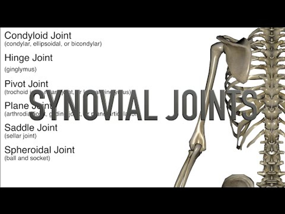 Synovial Joints - Quiz