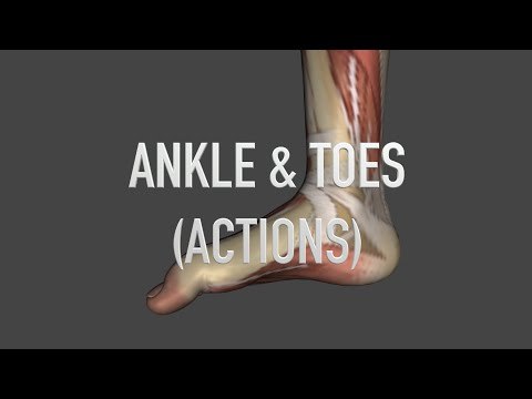 Actions: Ankle and Toes - Quiz