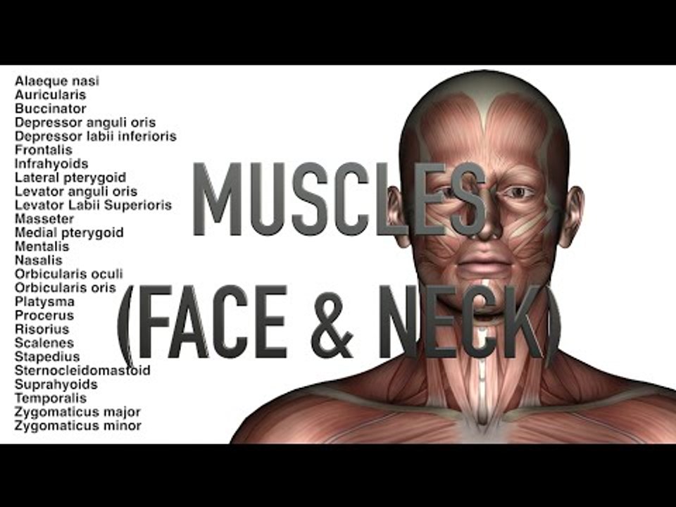Muscles: Face and Neck - Quiz