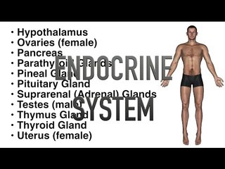 Endocrine System - Quiz