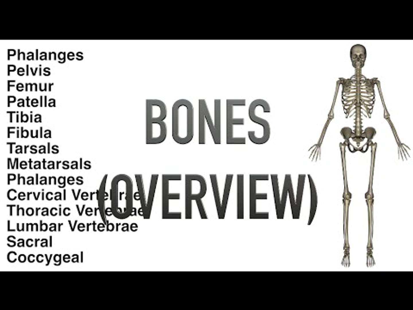 ⁣Bones - Overview